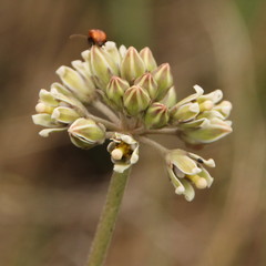 Cordylogyne globosa