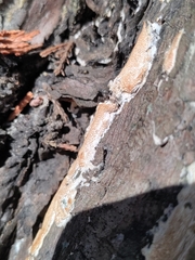 Subantrodia juniperina