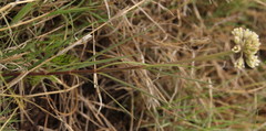 Cordylogyne globosa