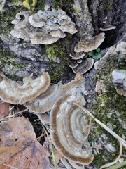 Trametes