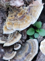 Trametes