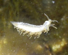 Spurilla neapolitana