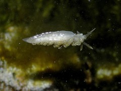 Spurilla neapolitana