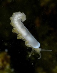Spurilla neapolitana