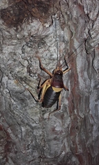 Coracinotus notarioi
