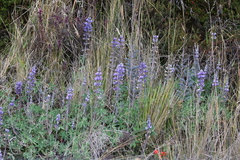 Lupinus colombiensis