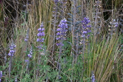 Lupinus colombiensis