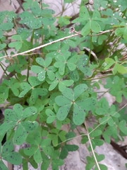 Oxalis pes-caprae