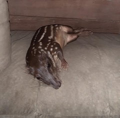 Cuniculus