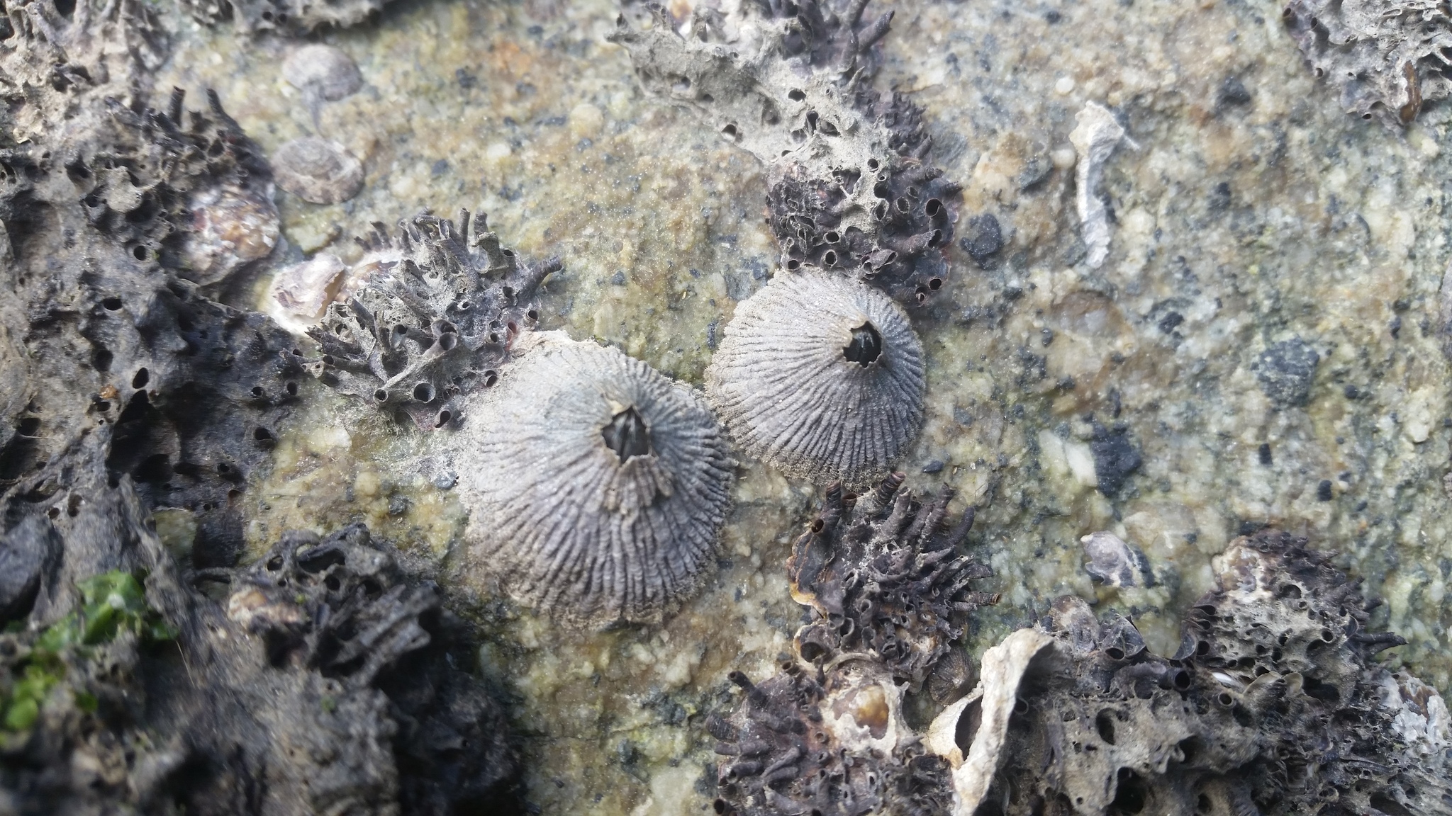 Tetraclita Japonica (Pilsbry, 1916)