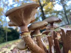 Armillaria mellea