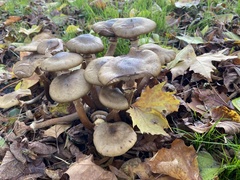 Armillaria mellea
