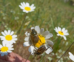 Blitopertha lineolata