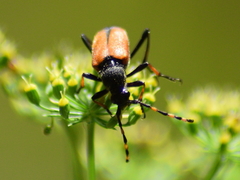 Cribroleptura otini