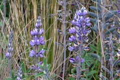 Lupinus colombiensis