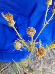 Jacobaea grandidentata