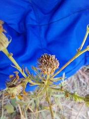 Jacobaea grandidentata