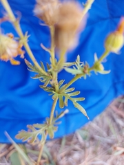 Jacobaea grandidentata