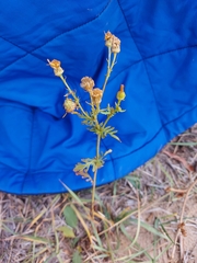 Jacobaea grandidentata