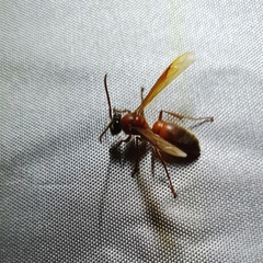 Provespa