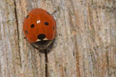 Coccinella septempunctata