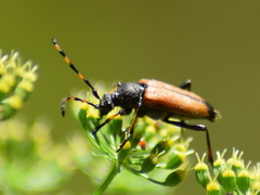 Cribroleptura otini