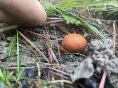 Zelleromyces cinnabarinus