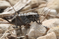 Pycnogaster sanchezgomezi constricta