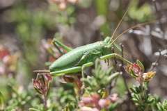 Albarracinia zapaterii