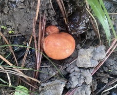 Zelleromyces cinnabarinus