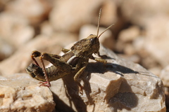 Eumigus punctatus calarensis