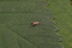 Cameraria bethunella