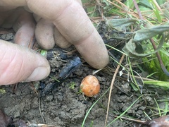 Zelleromyces cinnabarinus