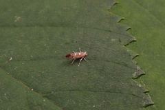 Cameraria bethunella