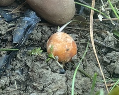 Zelleromyces cinnabarinus