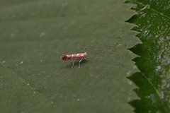 Cameraria bethunella