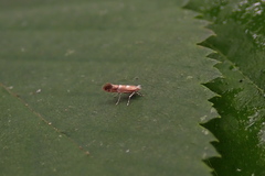 Cameraria bethunella