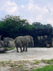 Elephantidae
