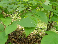 Cameraria bethunella