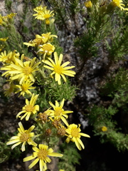 Senecio ventanensis