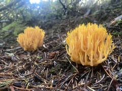 Ramaria cystidiophora