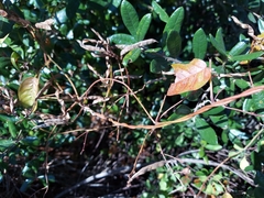 Galactia floridana