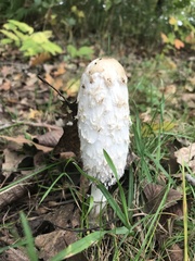 Coprinus comatus