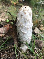 Coprinus comatus