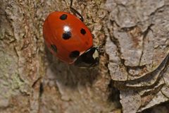 Coccinella septempunctata