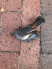 Dumetella carolinensis