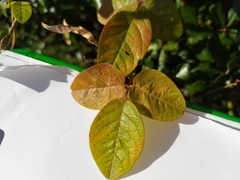 Galactia floridana