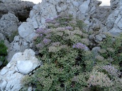 Limonium cordatum