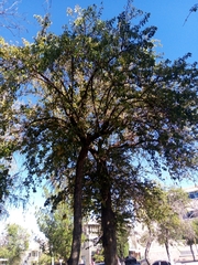 Maclura pomifera