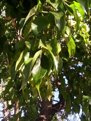 Maclura pomifera